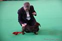 Crufts2011_2 568